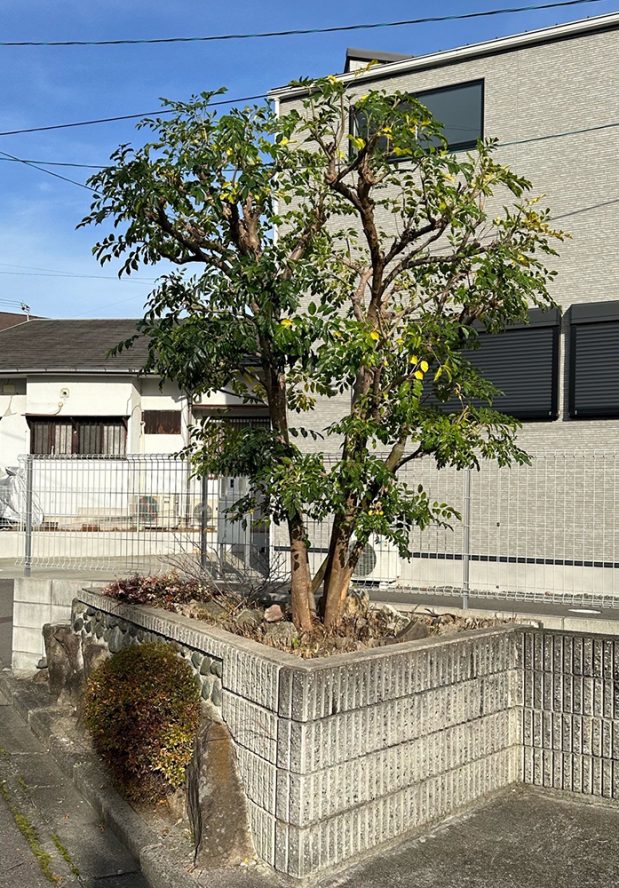 庭木 After イメージ