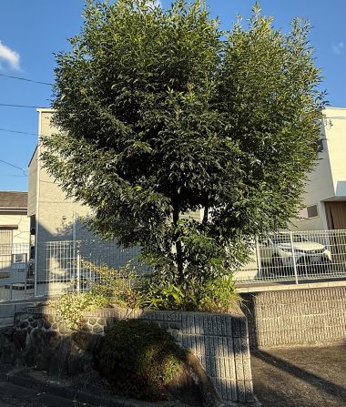 庭木 Before イメージ